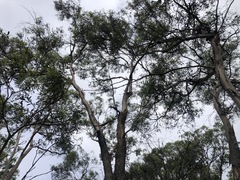 Eucalyptus bakeri