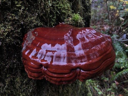 West Coast Reishi