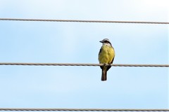 Pitangus sulphuratus