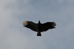 Coragyps atratus