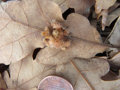 Andricus tubifaciens