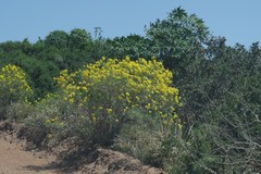 Senecio linifolius