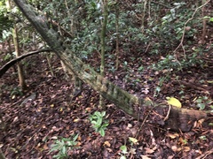 Schnella microstachya