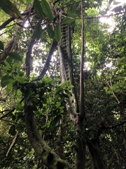 Schnella microstachya