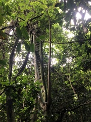 Schnella microstachya