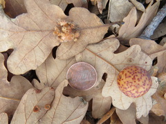 Andricus tubifaciens