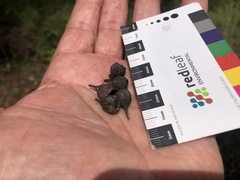 Eucalyptus melanoleuca