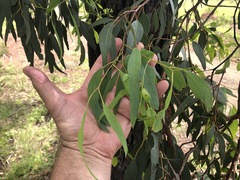 Eucalyptus melanoleuca