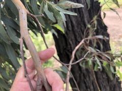 Eucalyptus melanoleuca