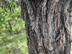 Eucalyptus melanoleuca