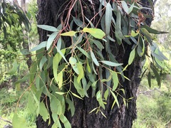 Eucalyptus melanoleuca