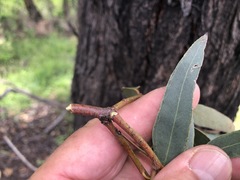 Eucalyptus melanoleuca