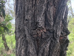 Eucalyptus melanoleuca