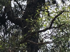 Eucalyptus melanoleuca