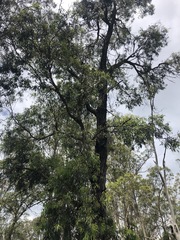 Eucalyptus melanoleuca