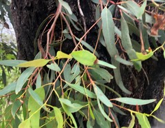 Eucalyptus melanoleuca