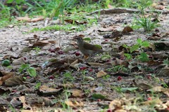 Turdus leucomelas
