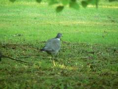 Columba palumbus