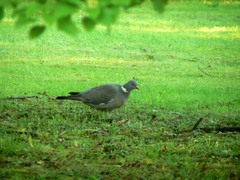 Columba palumbus