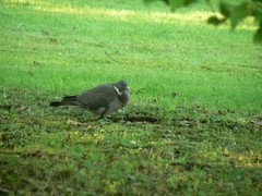 Columba palumbus