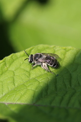 Colletes latitarsis