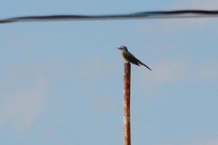 Tyrannus melancholicus