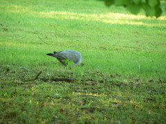 Columba palumbus