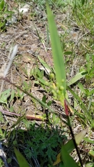 Dichanthelium scribnerianum