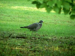 Columba palumbus