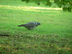 Columba palumbus