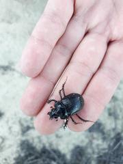 Ceratophyus hoffmannseggi