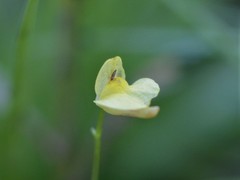 Utricularia adamsii