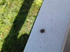 Armadillidium vulgare