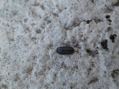 Armadillidium vulgare