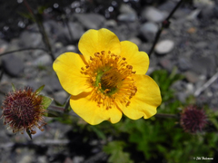 Geum magellanicum