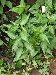 Dianthera secunda