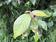 Mallotus claoxyloides
