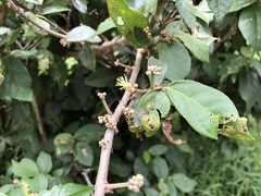 Mallotus claoxyloides