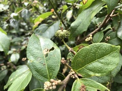 Mallotus claoxyloides
