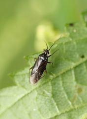 Plagiognathus arbustorum