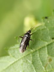 Plagiognathus arbustorum