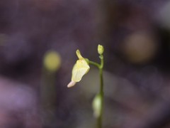 Utricularia adamsii