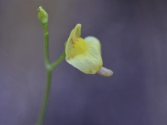 Utricularia adamsii