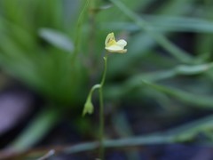 Utricularia adamsii