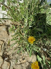 Reichardia
