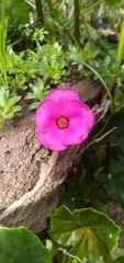 Portulaca grandiflora