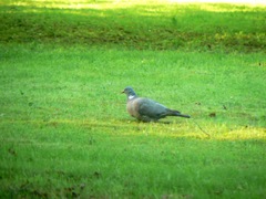 Columba palumbus