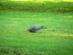 Columba palumbus
