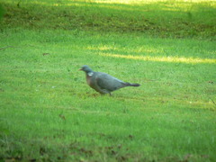 Columba palumbus