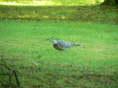 Columba palumbus